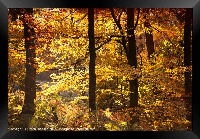 Autumn Woodland  Framed Print by Simon Johnson
