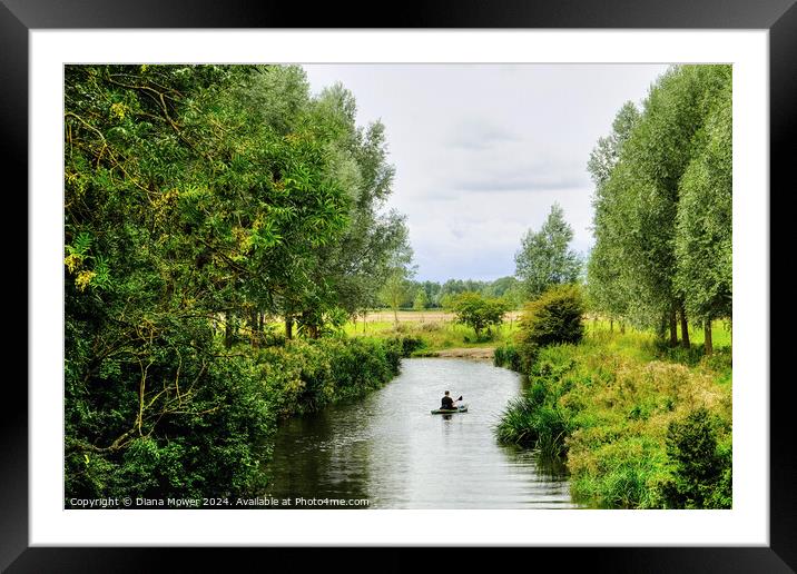 Chelmer and Blackwater kayaking  Framed Mounted Print by Diana Mower