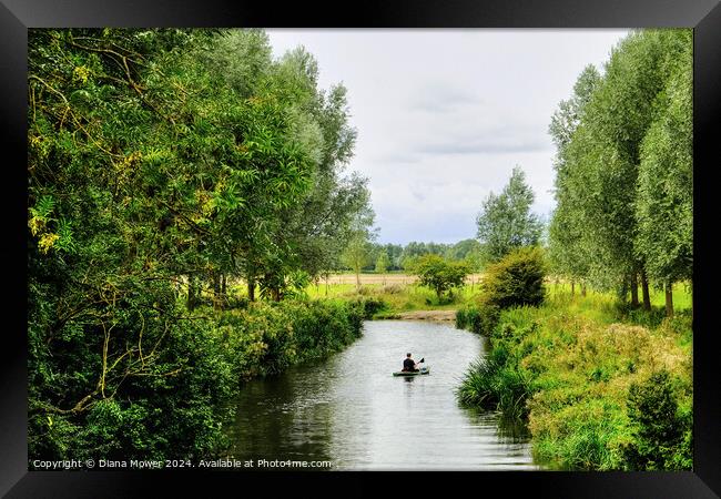 Chelmer and Blackwater kayaking  Framed Print by Diana Mower