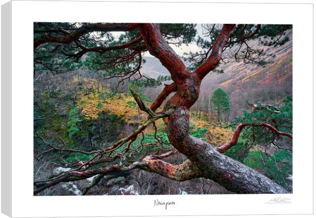 Nevis pines Canvas Print by JC studios LRPS ARPS