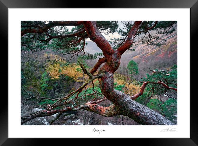 Nevis pines Framed Print by JC studios LRPS ARPS