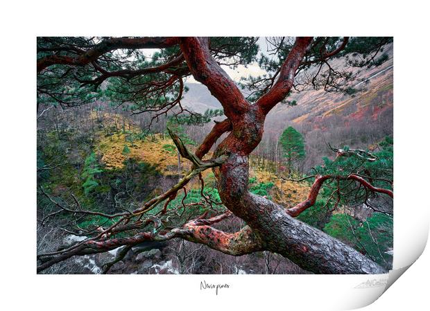 Nevis pines Print by JC studios LRPS ARPS