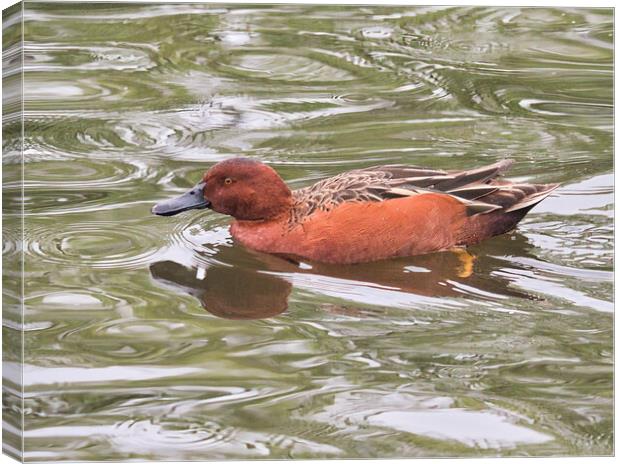 Cinnamon Teal Paddling Canvas Print by chris hyde