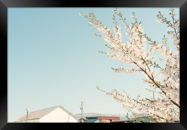 Cherry blossom and house in Japan Framed Print by Sanga Park