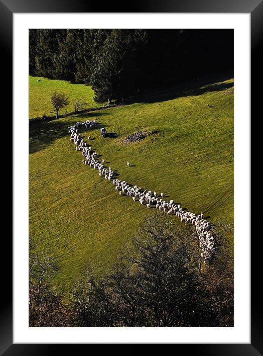 Herding sheep Framed Mounted Print by Creative Photography Wales