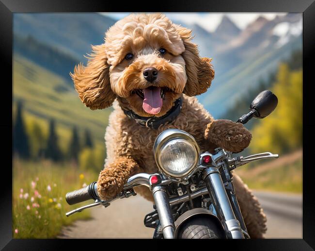 Action Cockapoo Motorcycle Funny Dog Framed Print by Artificial Adventures