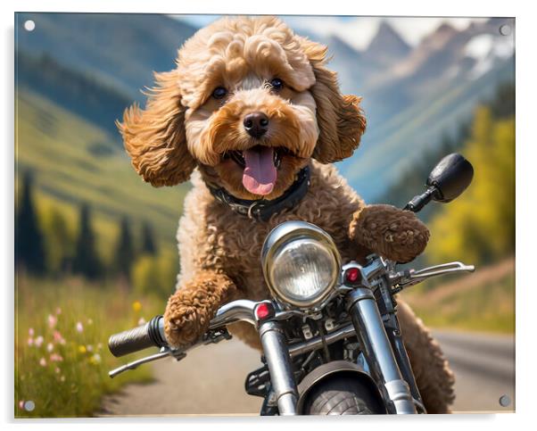 Action Cockapoo Motorcycle Funny Dog Acrylic by Artificial Adventures
