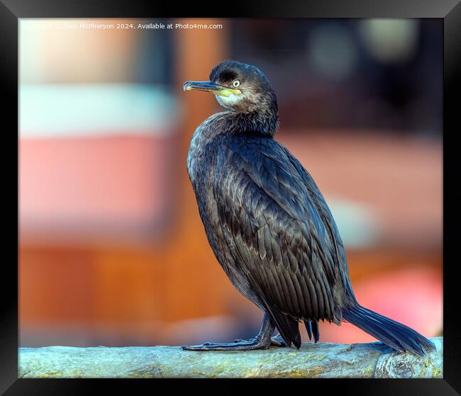 The Cormorant Framed Print by Tom McPherson