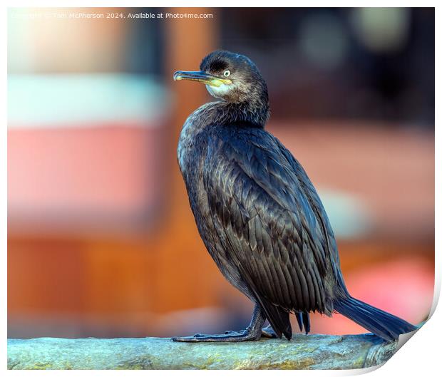 The Cormorant Print by Tom McPherson