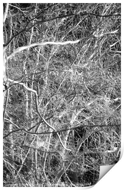 Chaos theory of woodland Print by Simon Johnson