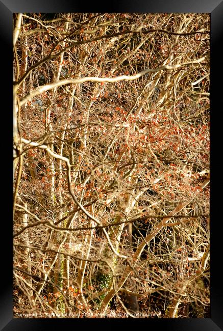 woodland chaos Framed Print by Simon Johnson