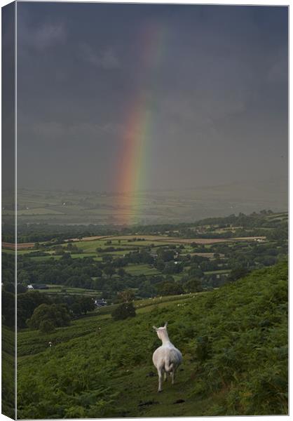 Watching the rainbow Canvas Print by Creative Photography Wales