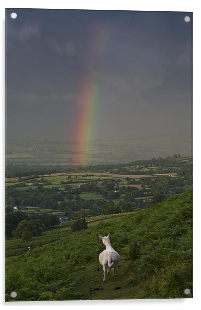Watching the rainbow Acrylic by Creative Photography Wales