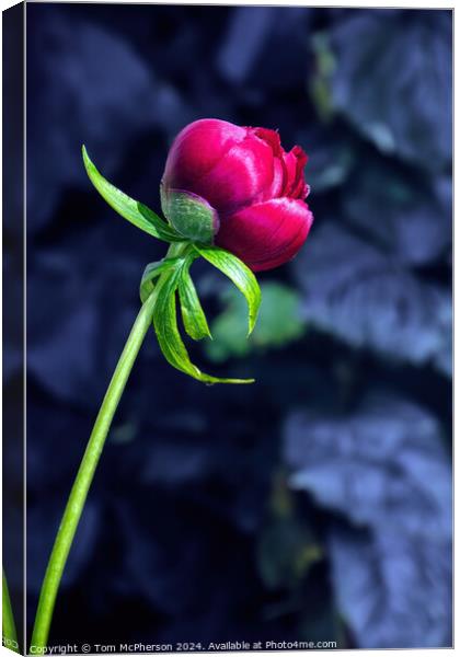 Single Red Peony Rose Canvas Print by Tom McPherson