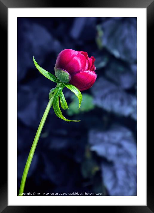 Single Red Peony Rose Framed Mounted Print by Tom McPherson