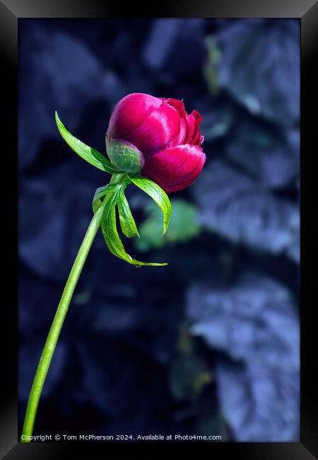 Single Red Peony Rose Framed Print by Tom McPherson