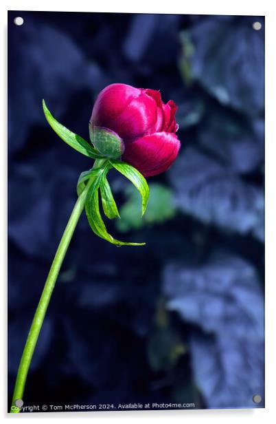 Single Red Peony Rose Acrylic by Tom McPherson
