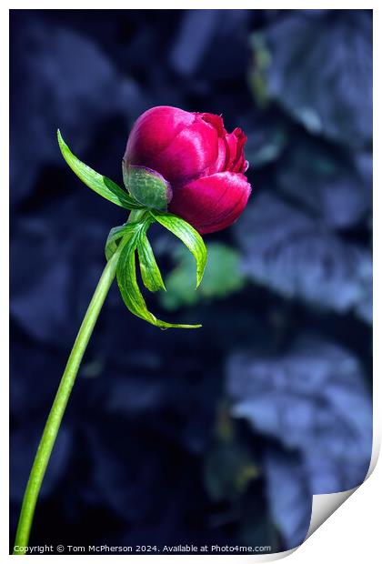 Single Red Peony Rose Print by Tom McPherson