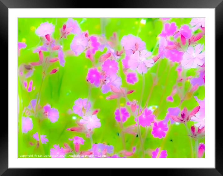 Red Catchfly Framed Mounted Print by Ian Donaldson