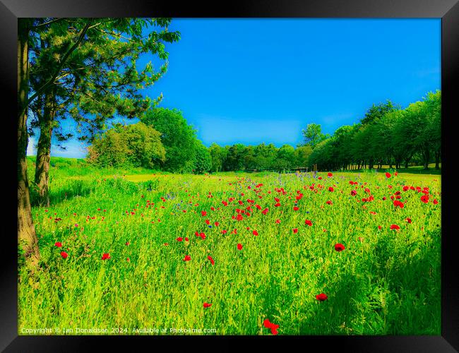 Poppy Day Framed Print by Ian Donaldson