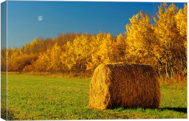 Hay Bale Canvas Print by Dave Reede