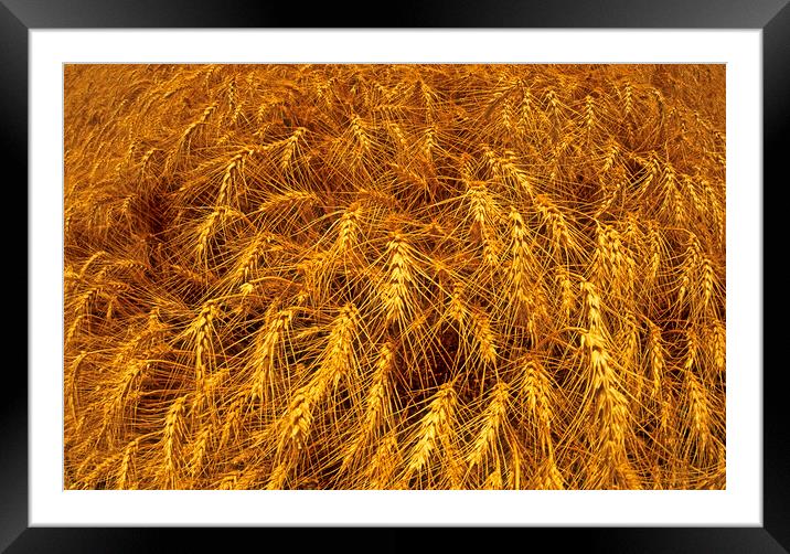 Winter Wheat Framed Mounted Print by Dave Reede