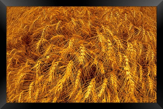 Winter Wheat Framed Print by Dave Reede