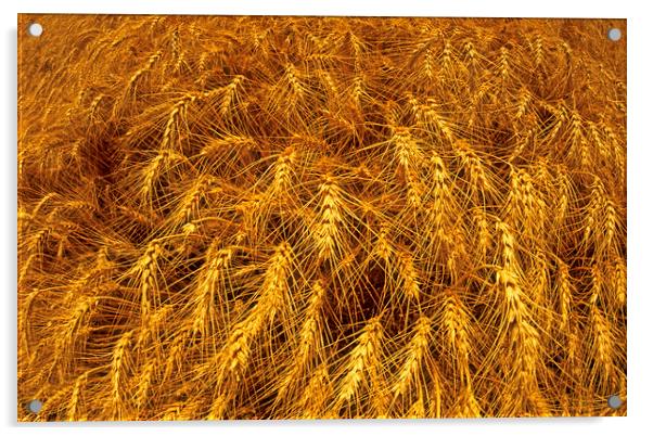 Winter Wheat Acrylic by Dave Reede