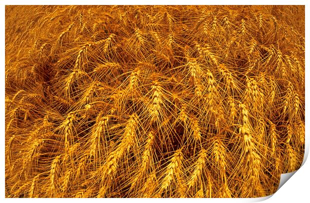 Winter Wheat Print by Dave Reede