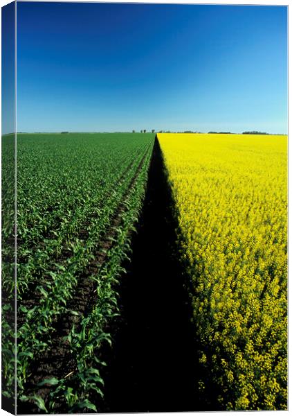 early growth corn and blooming canola Canvas Print by Dave Reede