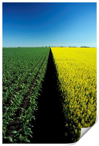 early growth corn and blooming canola Print by Dave Reede