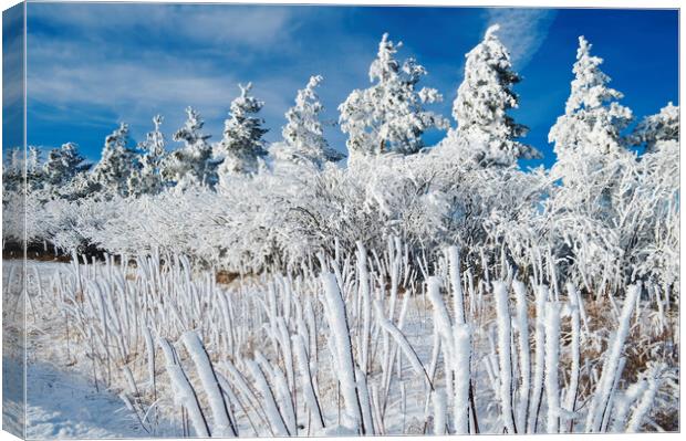 Winter Landscape Canvas Print by Dave Reede