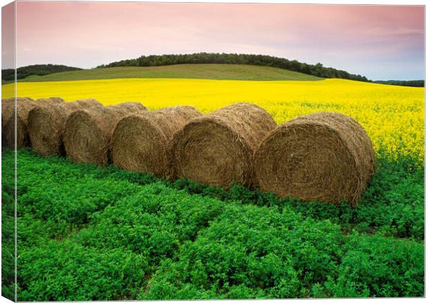 alfalfa field with round alfalfa bales and bloom stage canola in the background Canvas Print by Dave Reede