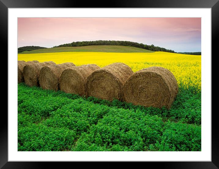 alfalfa field with round alfalfa bales and bloom stage canola in the background Framed Mounted Print by Dave Reede