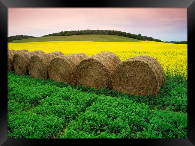 alfalfa field with round alfalfa bales and bloom stage canola in the background Framed Print by Dave Reede