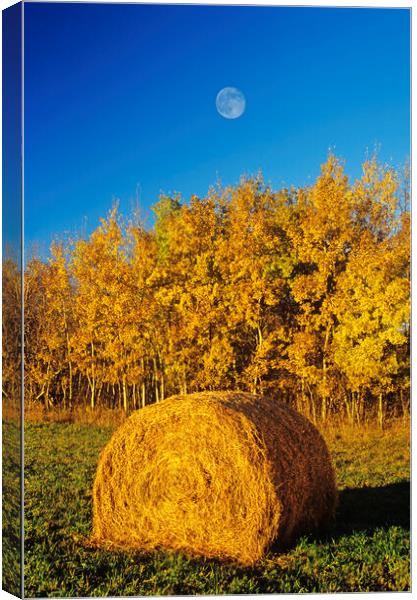 Hay Bale Canvas Print by Dave Reede