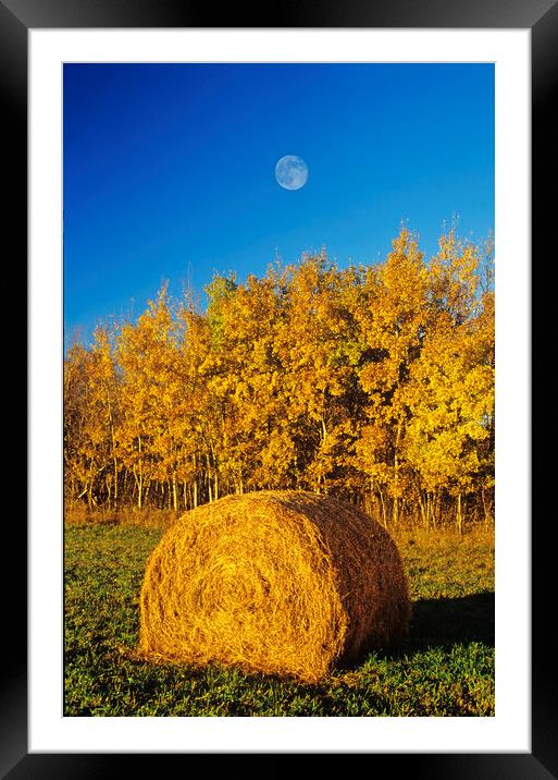 Hay Bale Framed Mounted Print by Dave Reede