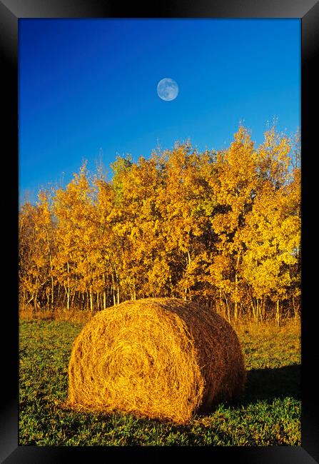 Hay Bale Framed Print by Dave Reede