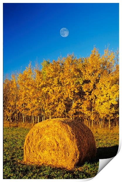 Hay Bale Print by Dave Reede