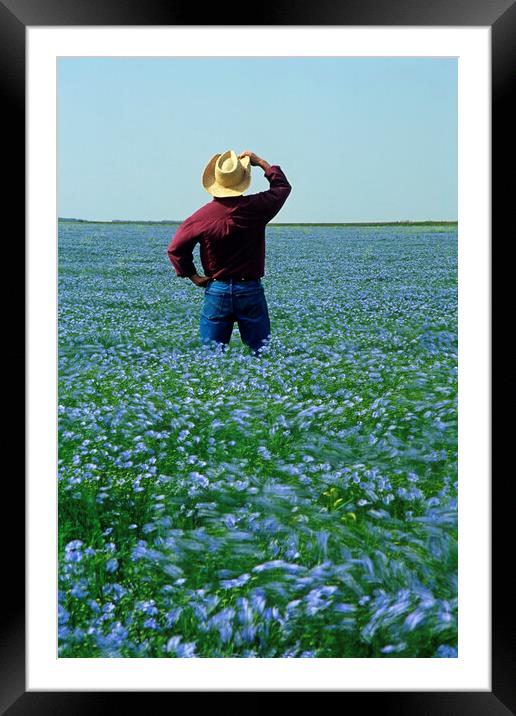 Man in Flax field Framed Mounted Print by Dave Reede