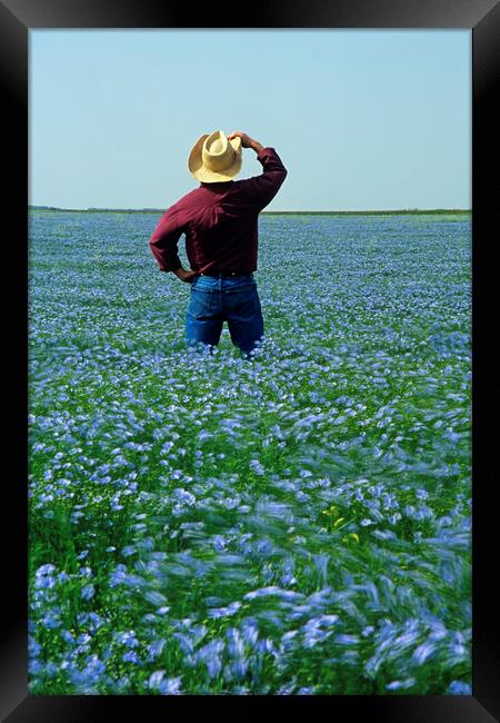 Man in Flax field Framed Print by Dave Reede