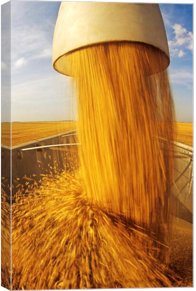 Oat Harvest Canvas Print by Dave Reede