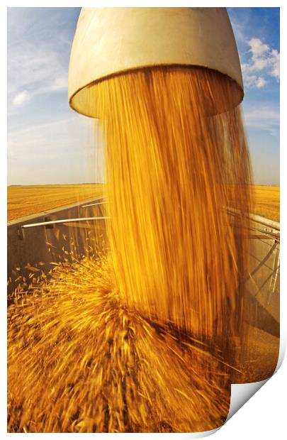 Oat Harvest Print by Dave Reede