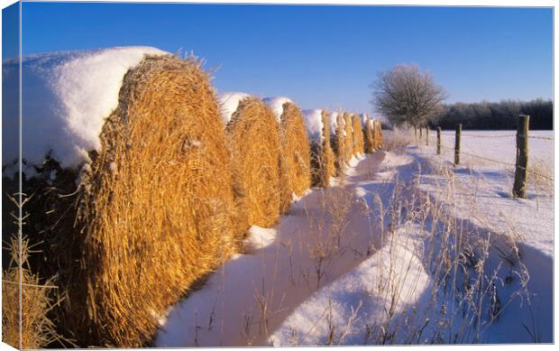 straw bales at the edge of farmland Canvas Print by Dave Reede
