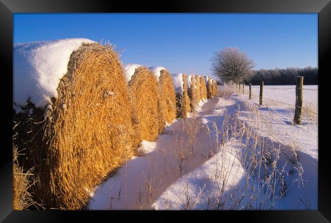 straw bales at the edge of farmland Framed Print by Dave Reede