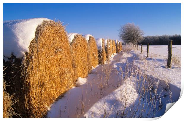 straw bales at the edge of farmland Print by Dave Reede