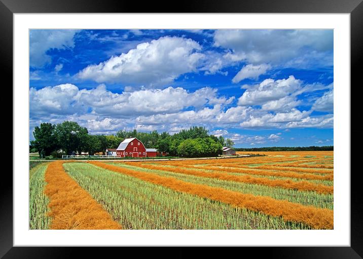 swathed canola and Red Barn Framed Mounted Print by Dave Reede