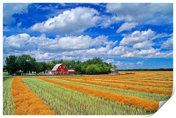 swathed canola and Red Barn Print by Dave Reede