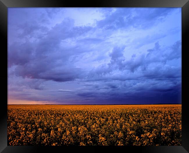 blooming canola field with developing cumulonimbus cloud Framed Print by Dave Reede