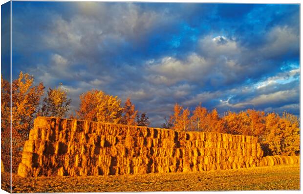 straw bales in autumn light Canvas Print by Dave Reede